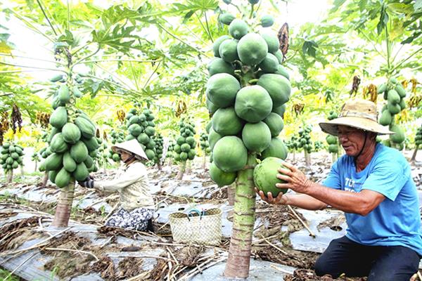 Ảnh minh họa. Ảnh: baokhanhhoa.vn. Ảnh minh họa. Ảnh: baokhanhhoa.vn.